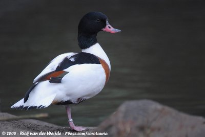 Common ShelduckTadorna tadorna