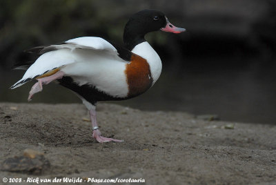 Common ShelduckTadorna tadorna