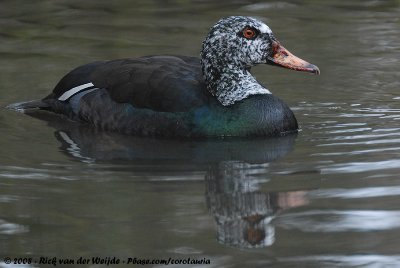 White-Winged DuckAsarcornis scutulata