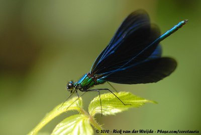 Beautiful Demoiselle<br><i>Calopteryx virgo virgo</i>