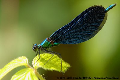 Beautiful DemoiselleCalopteryx virgo virgo