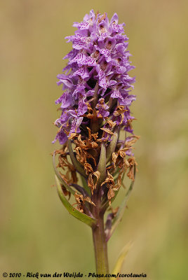 Marsh OrchidDactylorhiza praetermissa praetermissa