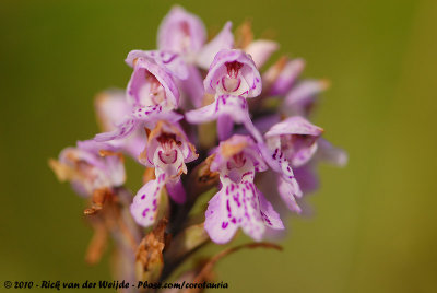 Marsh OrchidDactylorhiza praetermissa praetermissa