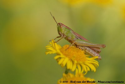 Lesser Marsh GrasshopperChorthippus albomarginatus albomarginatus