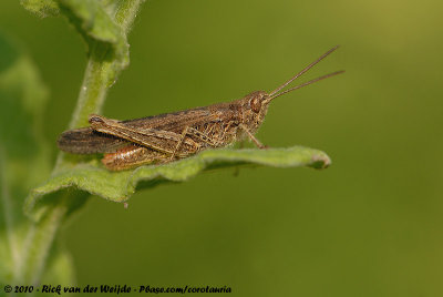 Common Field GrasshopperChorthippus brunneus brunneus