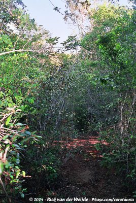 Cynometra-Manilkara Forest - Home to the Sokoke-Scops Owl