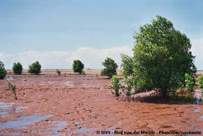 Tidal Plains