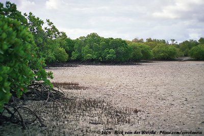 Mangrove Forest