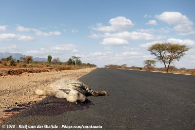 The Sceneries of Tanzania