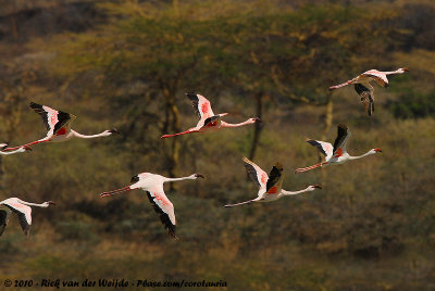 Lesser FlamingoPhoeniconaias minor