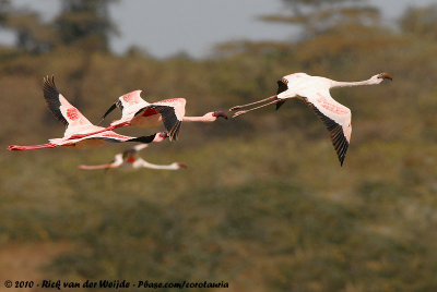 Lesser FlamingoPhoeniconaias minor