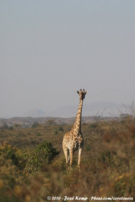 Masai Giraffe<br><i>Giraffa camelopardalis tippelskirchi</i>