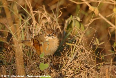 African Moustached WarblerMelocichla mentalis amauroura