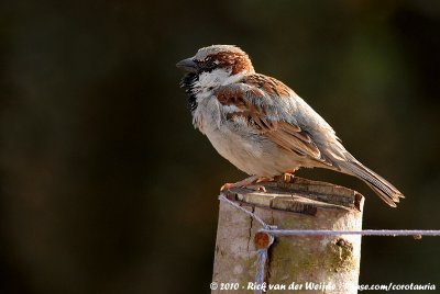 House SparrowPasser domesticus indicus
