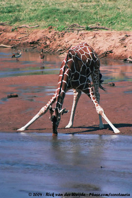 Reticulated GiraffeGiraffa camelopardalis reticulata