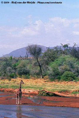 Reticulated GiraffeGiraffa camelopardalis reticulata