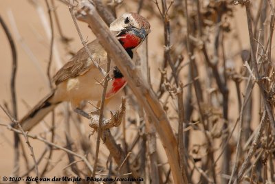 Rosy-Patched Bush-ShrikeRhodophoneus cruentus cathemagmena