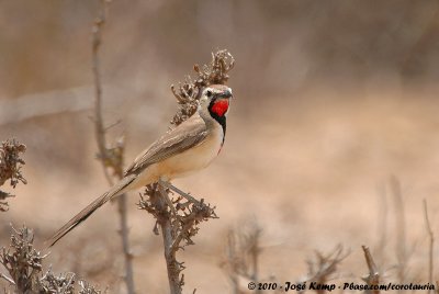 Rosy-Patched Bush-ShrikeRhodophoneus cruentus cathemagmena