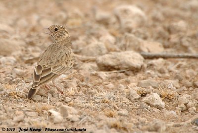 Fischer's Sparrow-LarkEremopterix leucopareia