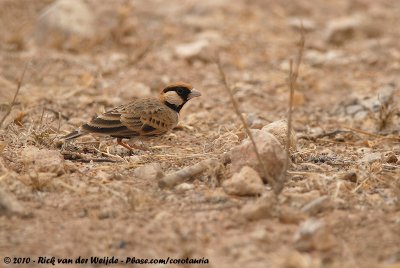 Fischer's Sparrow-LarkEremopterix leucopareia