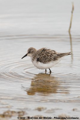 Little StintCalidris minuta