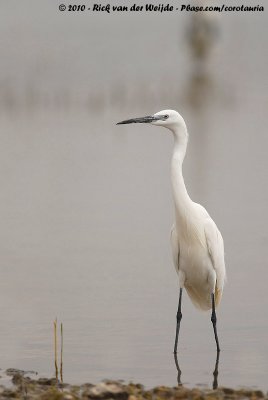 Little EgretEgretta garzetta garzetta