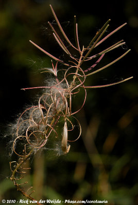 Great WillowherbEpilobium hirsutum