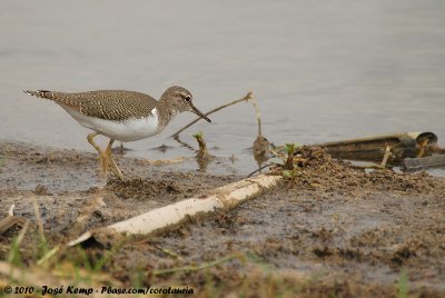 Common SandpiperActitis hypoleucos