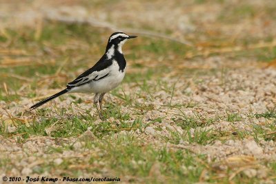 African Pied WagtailMotacilla aguimp vidua