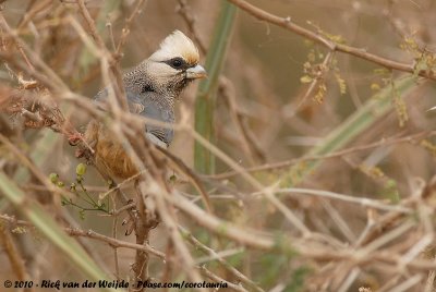 White-Headed MousebirdColius leucocephalus leucocephalus