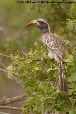 African Grey HornbillTockus nasutus epirhinus