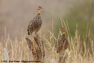 Yellow-Necked SpurfowlFrancolinus leucoscepus