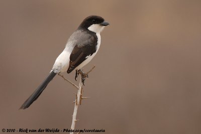 Long-Tailed Fiscal  (Cabanis' Klapekster)
