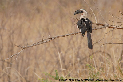 Von Der Decken's HornbillTockus deckeni