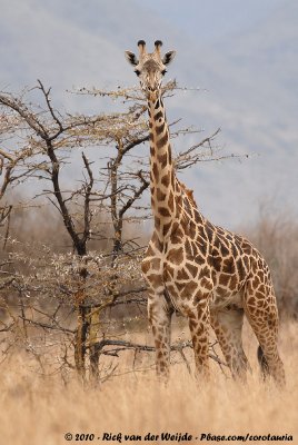 Masai GiraffeGiraffa camelopardalis tippelskirchi