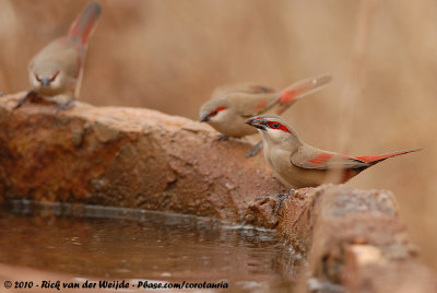 Crimson-Rumped WaxbillEstrilda rhodopyga centralis