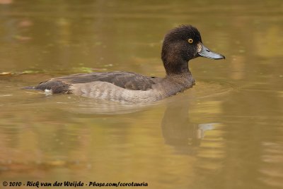 Tufted DuckAythya fuligula