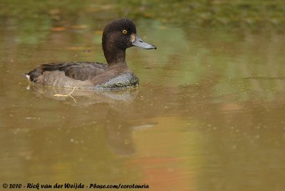 Tufted DuckAythya fuligula