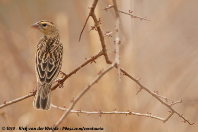 Red-Billed QueleaQuelea quelea aethiopica