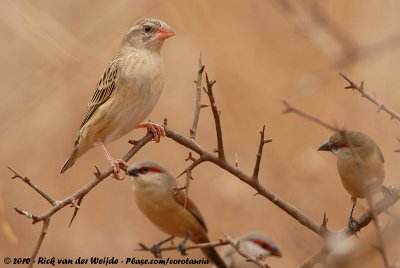 Red-Billed QueleaQuelea quelea aethiopica