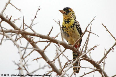 D'Arnaud's BarbetTrachyphonus darnaudii boehmi