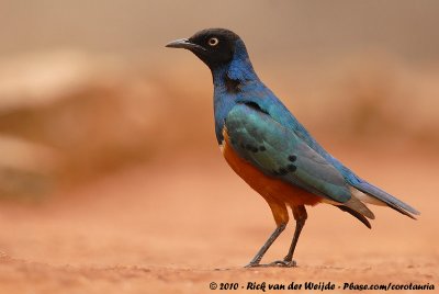 Superb StarlingLamprotornis superbus