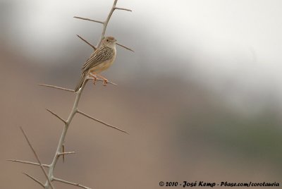 Ashy CisticolaCisticola cinereolus schillingsi