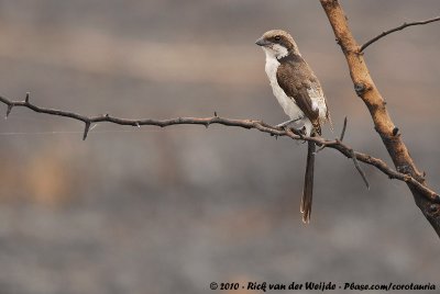 Long-Tailed FiscalLanius cabanisi