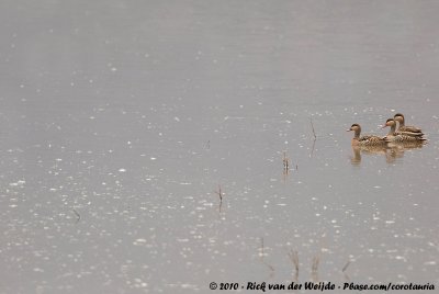 Red-Billed Teal  (Roodsnavelpijlstaart)