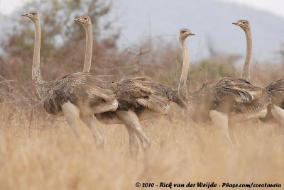 Common OstrichStruthio camelus massaicus