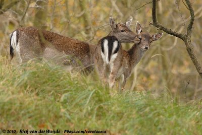 Fallow DeerDama dama