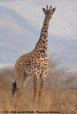 Masai GiraffeGiraffa camelopardalis tippelskirchi