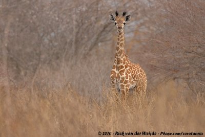 Masai GiraffeGiraffa camelopardalis tippelskirchi