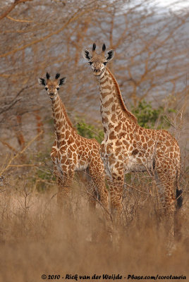 Masai GiraffeGiraffa camelopardalis tippelskirchi